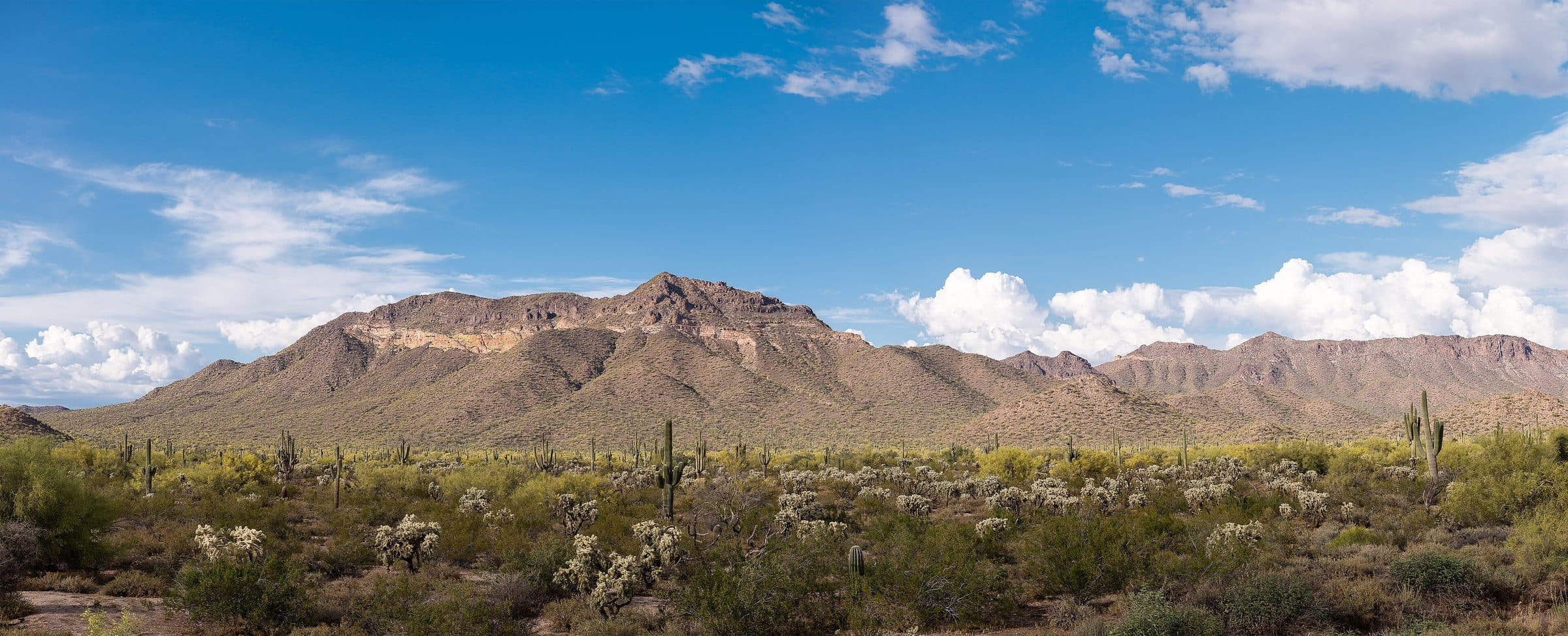 Pass Mountain rising above cholla and saguaros in Usery Mountain Regional Park, seen from the Levee Trail