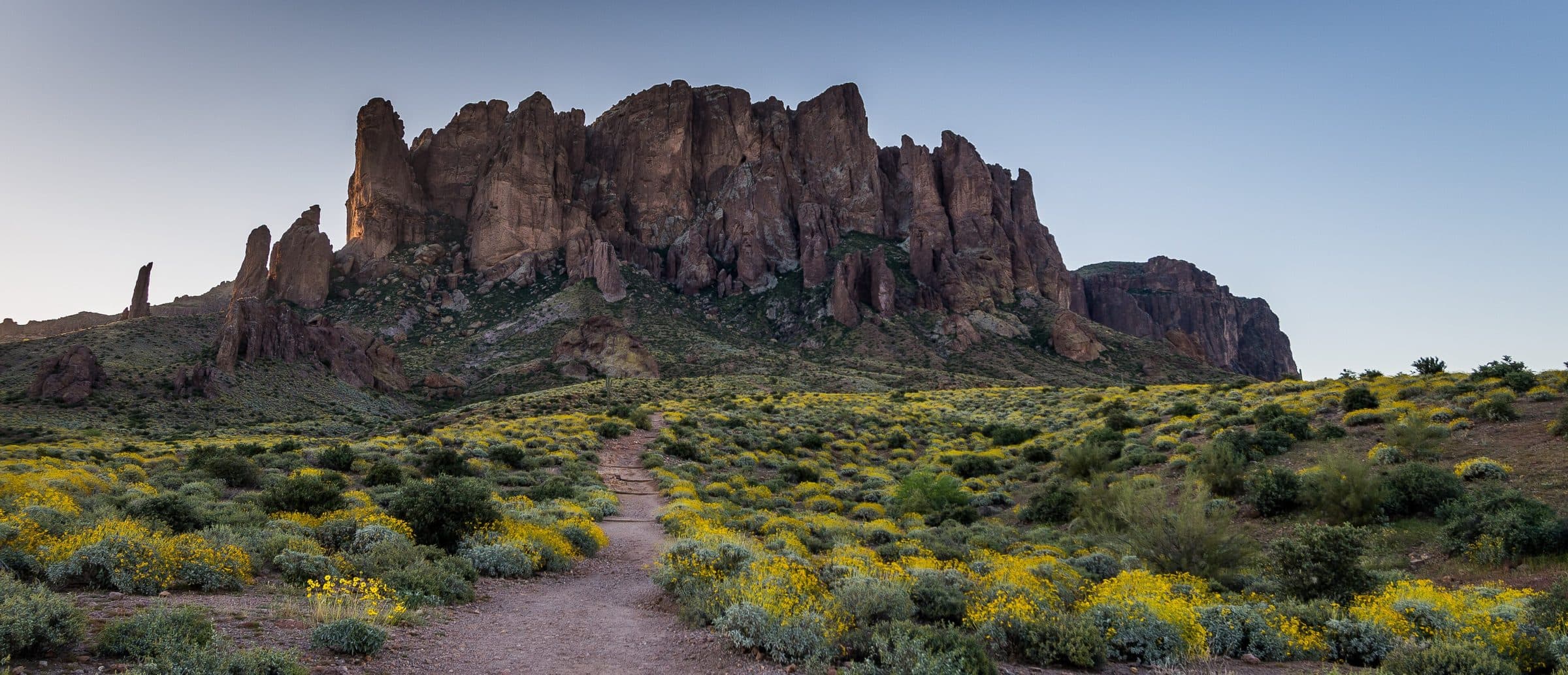 A dirt trail through yellow spring wildflowers toward the cliffs of the Superstition Mountains