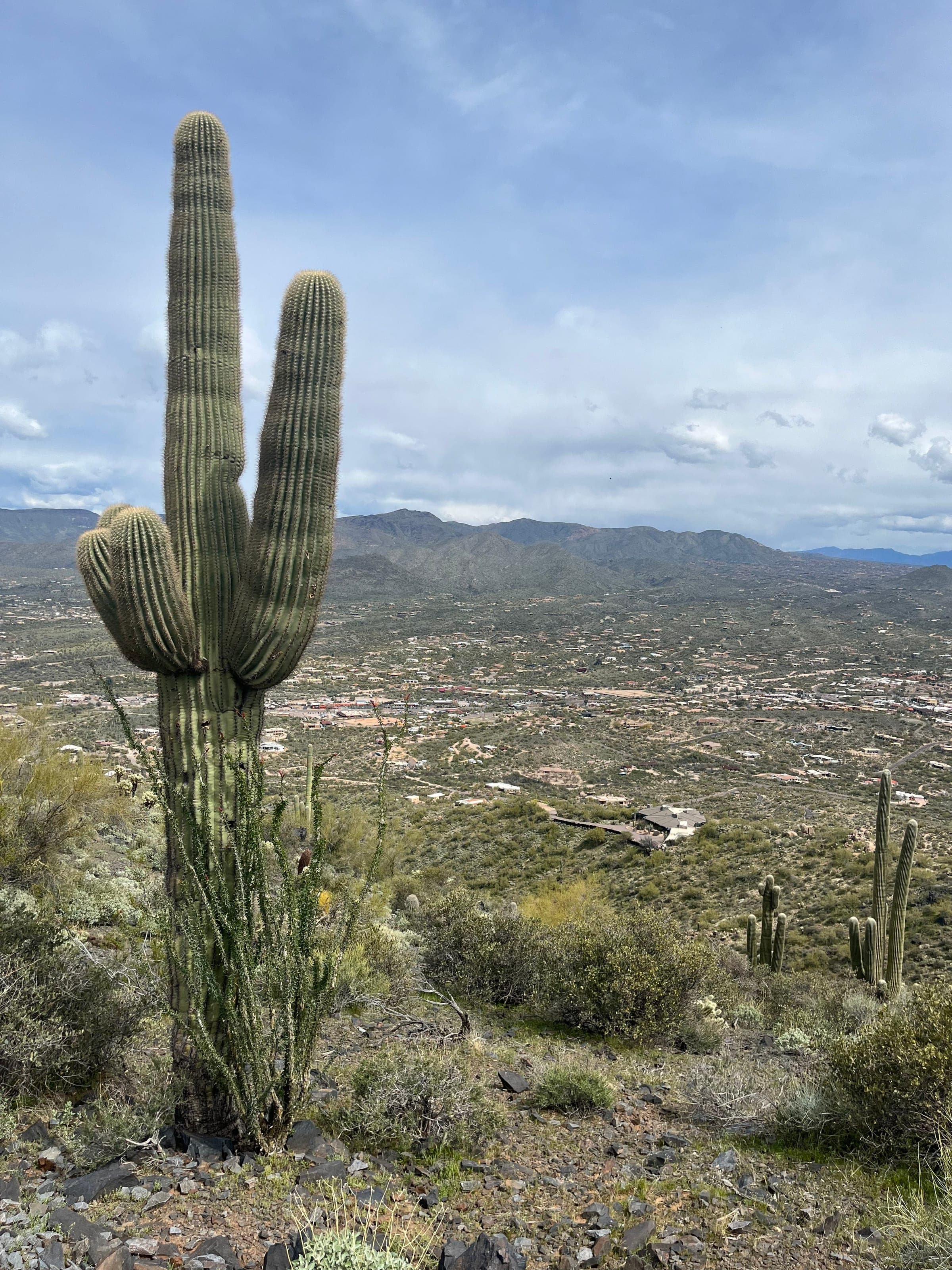 A saguaro on the Black Mountain Trail with the town of Cave Creek spread out below