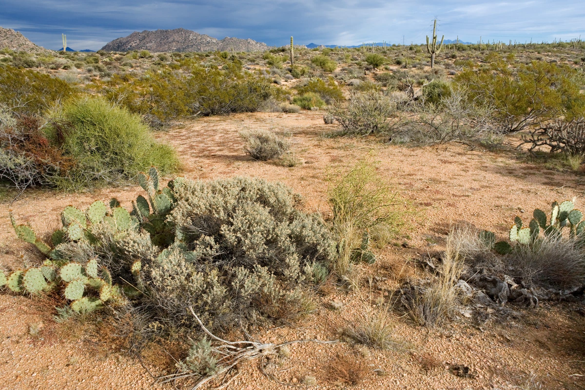 Prickly pear and bursage along a sandy wash below Brown's Mountain, with saguaros on the far ridge