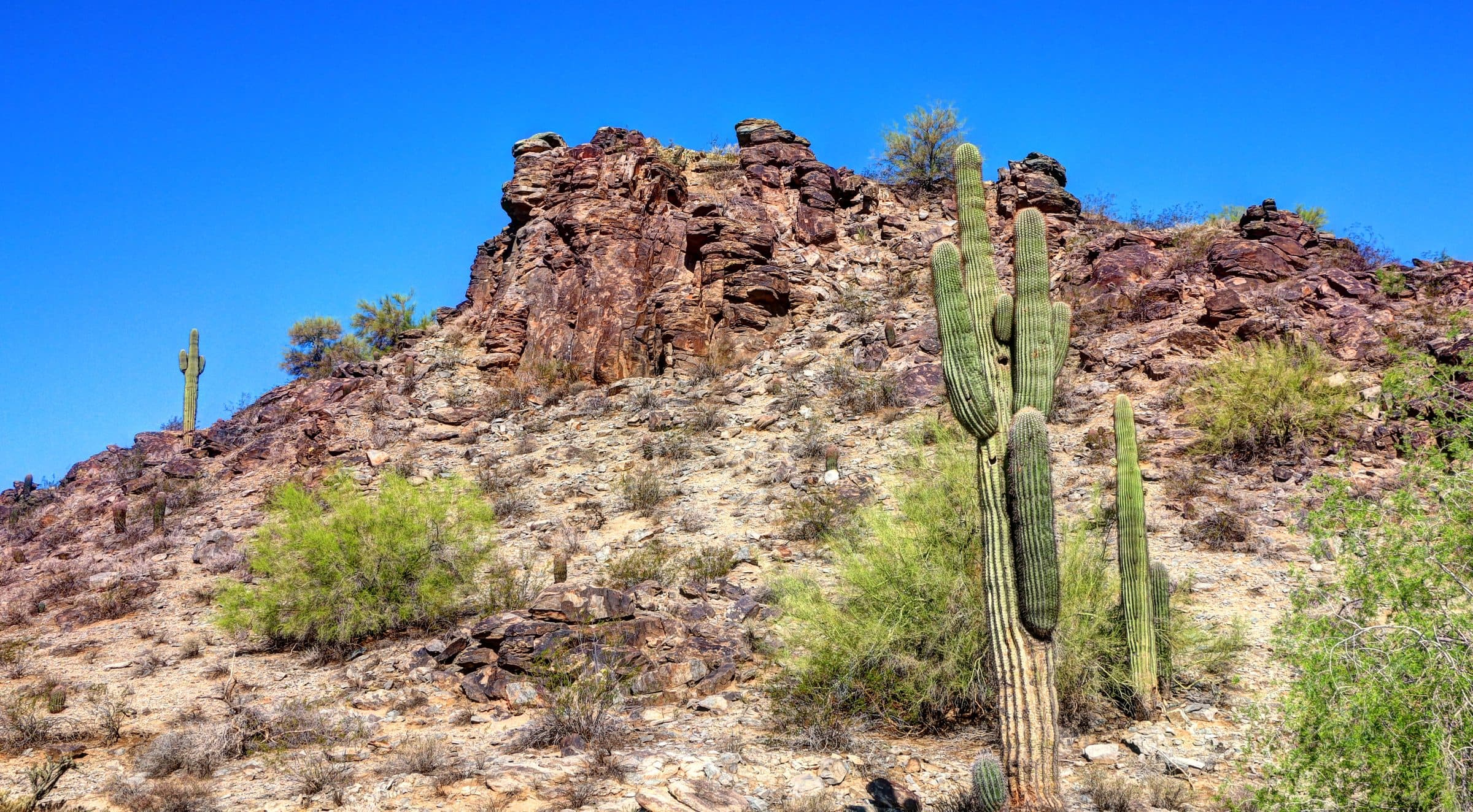 Saguaros below a knob of dark volcanic rock in South Mountain Park