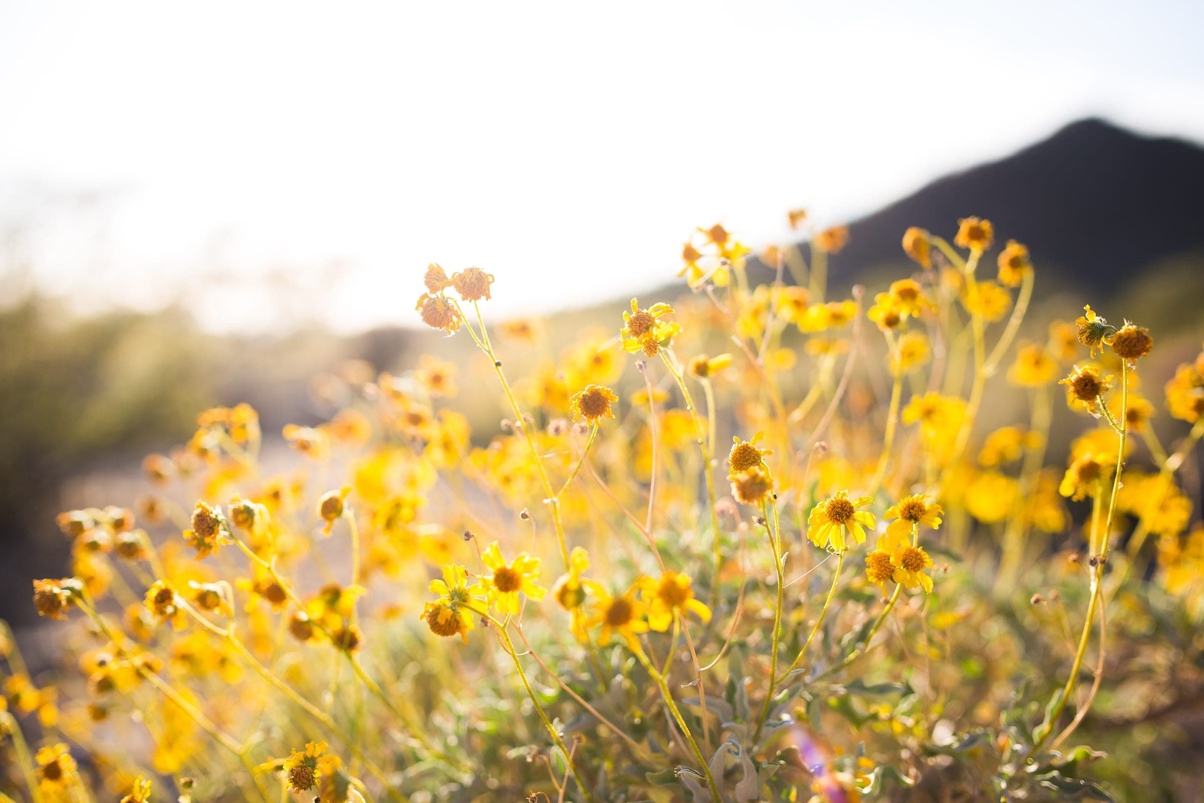 Yellow wildflowers in bloom at Lost Dog Wash, with a dark desert peak behind them