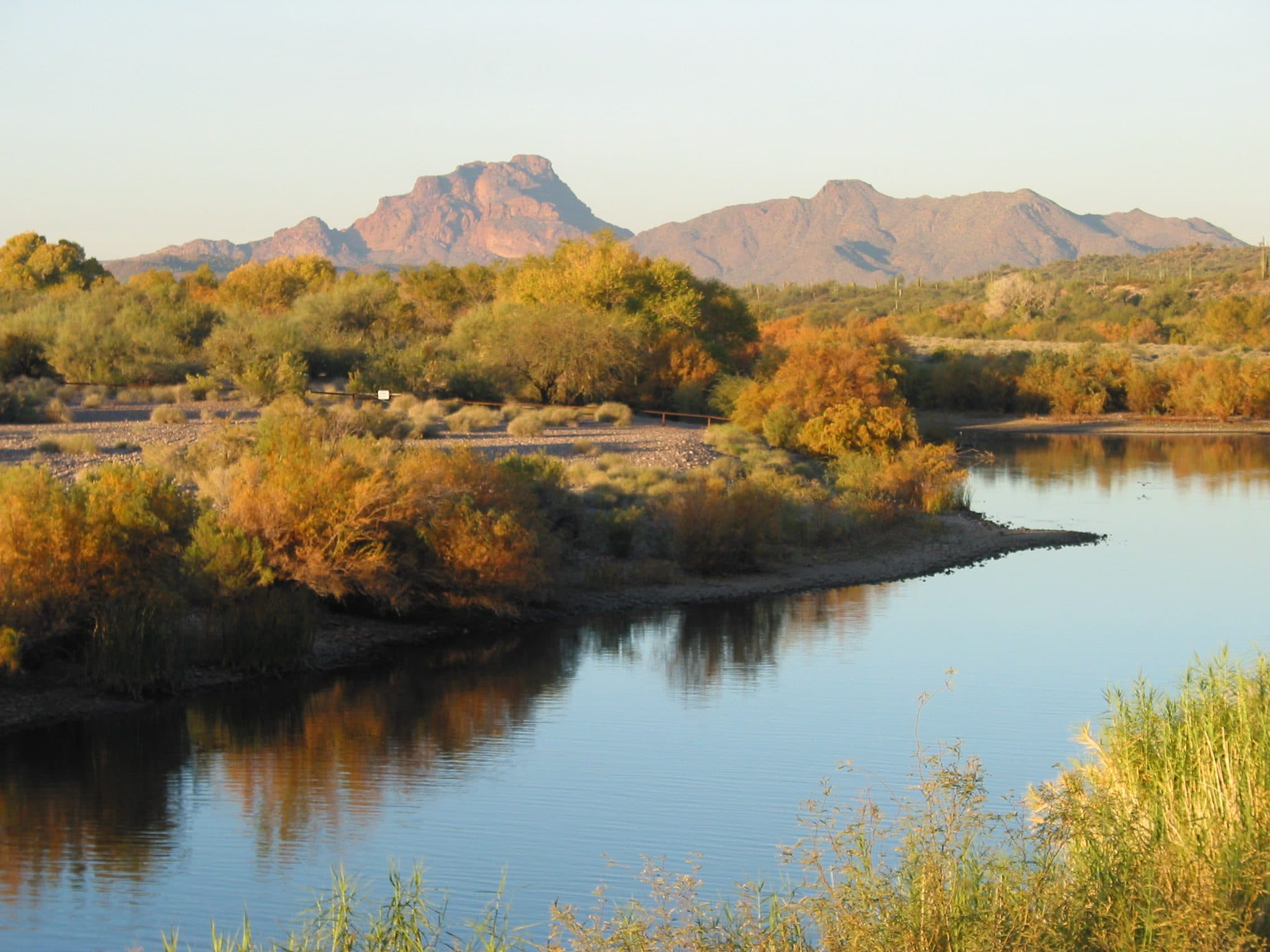 The Lower Salt River at sunrise, with golden cottonwoods on the bank and Red Mountain behind
