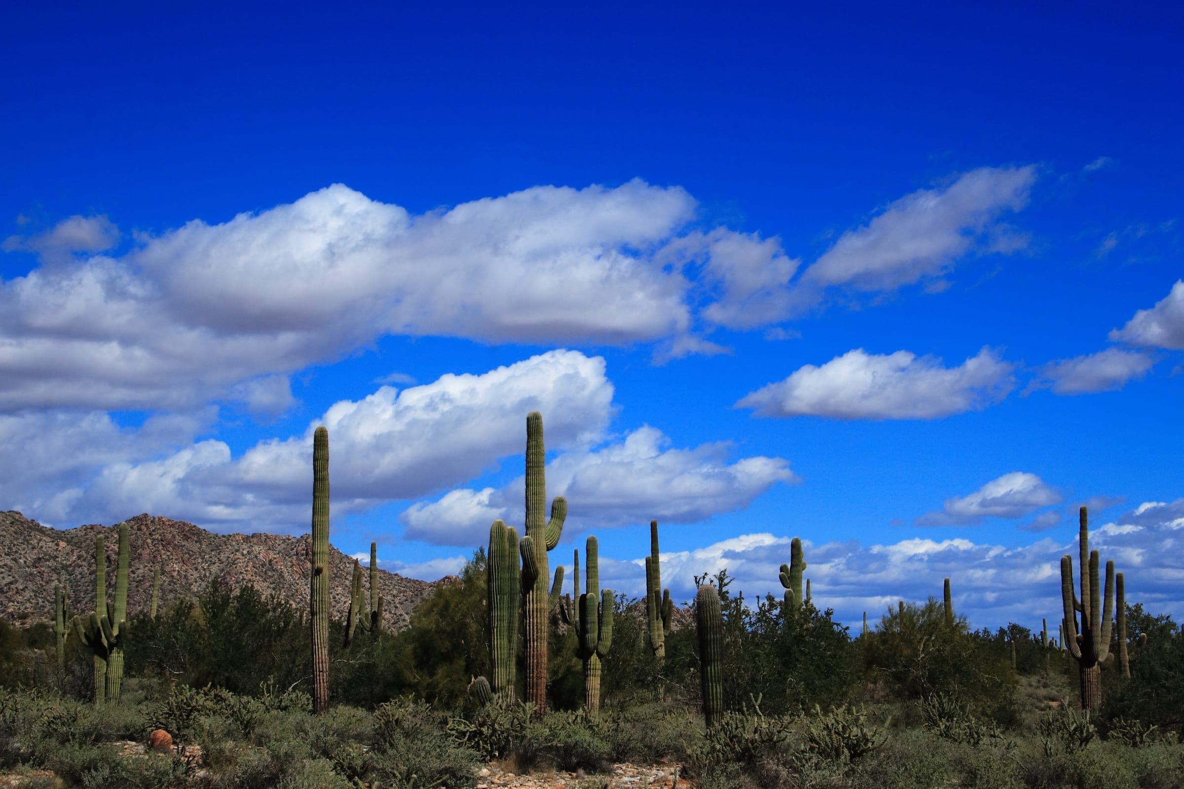Saguaros below the White Tank Mountains under a deep blue sky with white clouds
