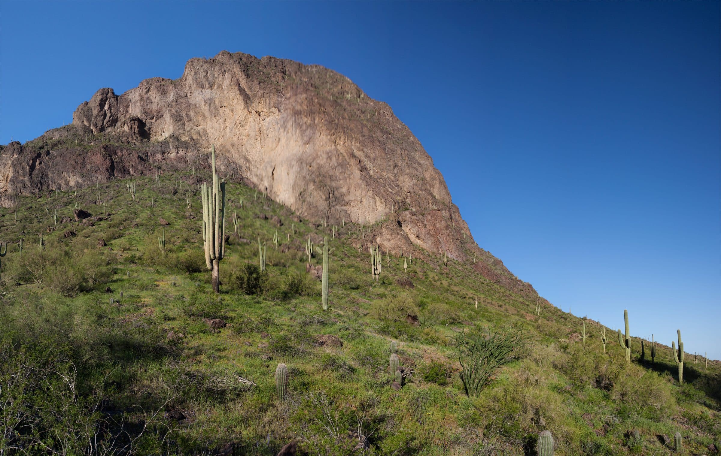 Picacho Peak's sheer rock face above saguaro-dotted green slopes