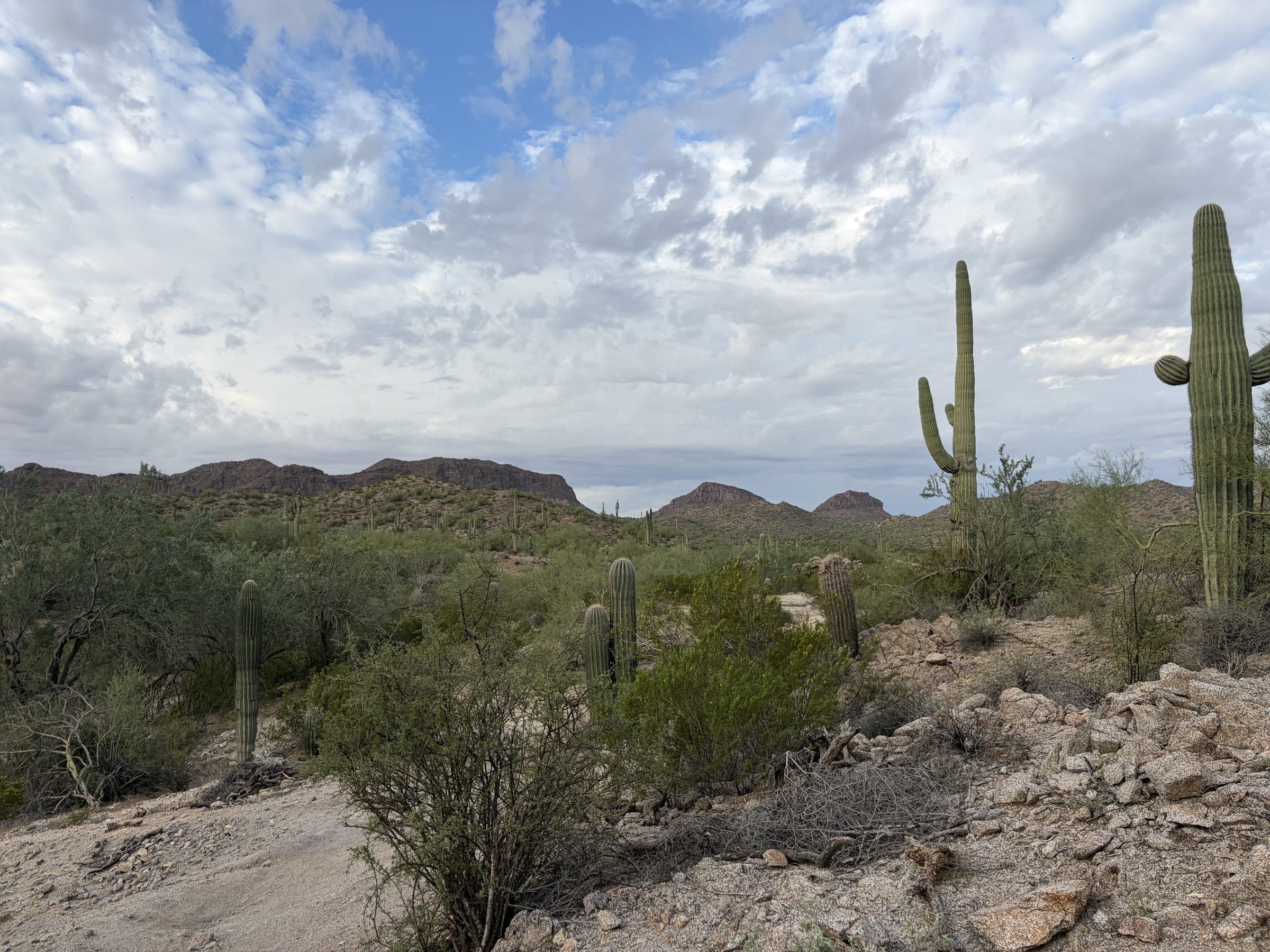 Tall saguaros among green desert brush below rocky peaks in San Tan Mountain Regional Park