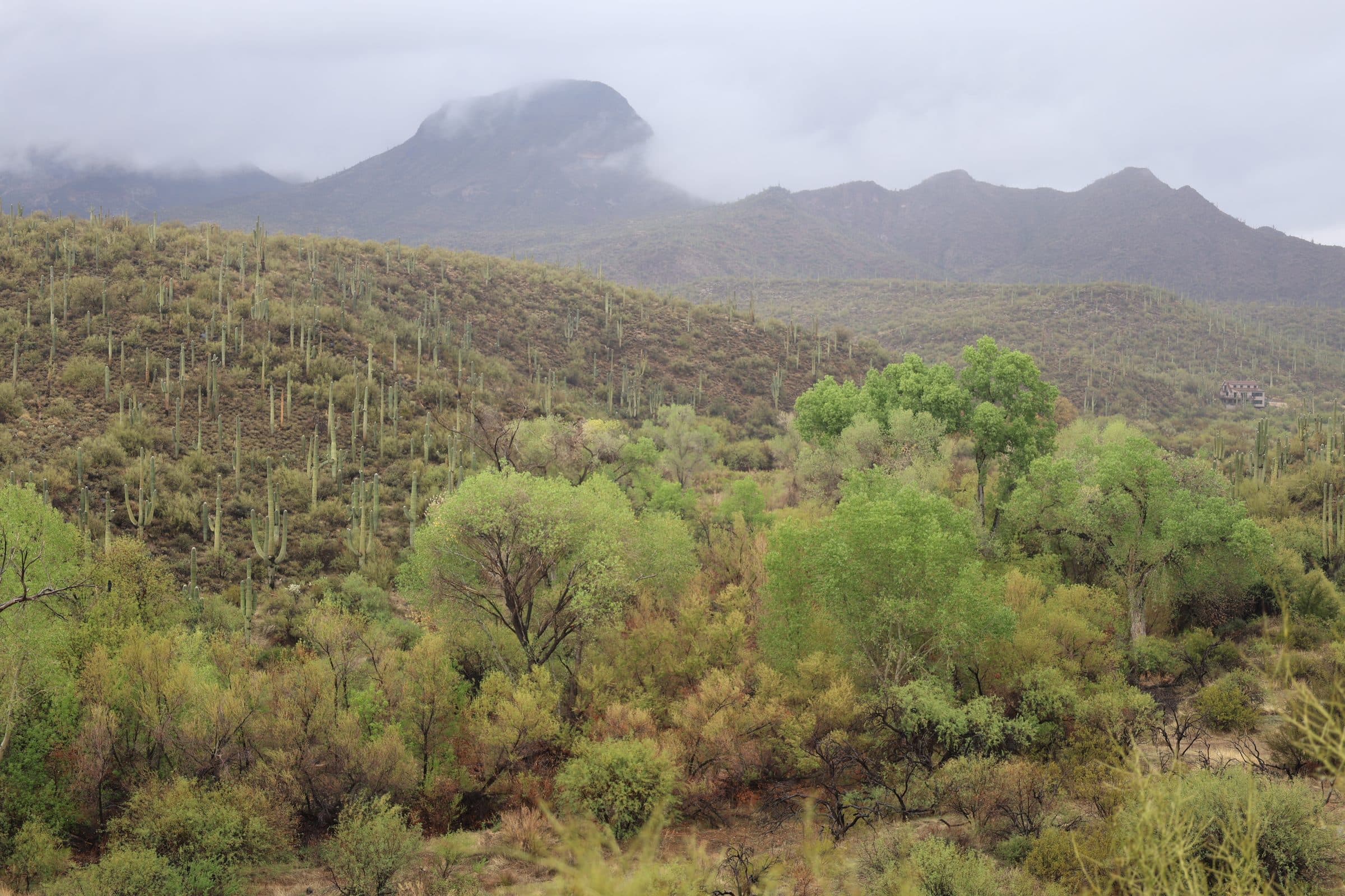 Mesquite and saguaro-covered hills at Spur Cross under low rain clouds