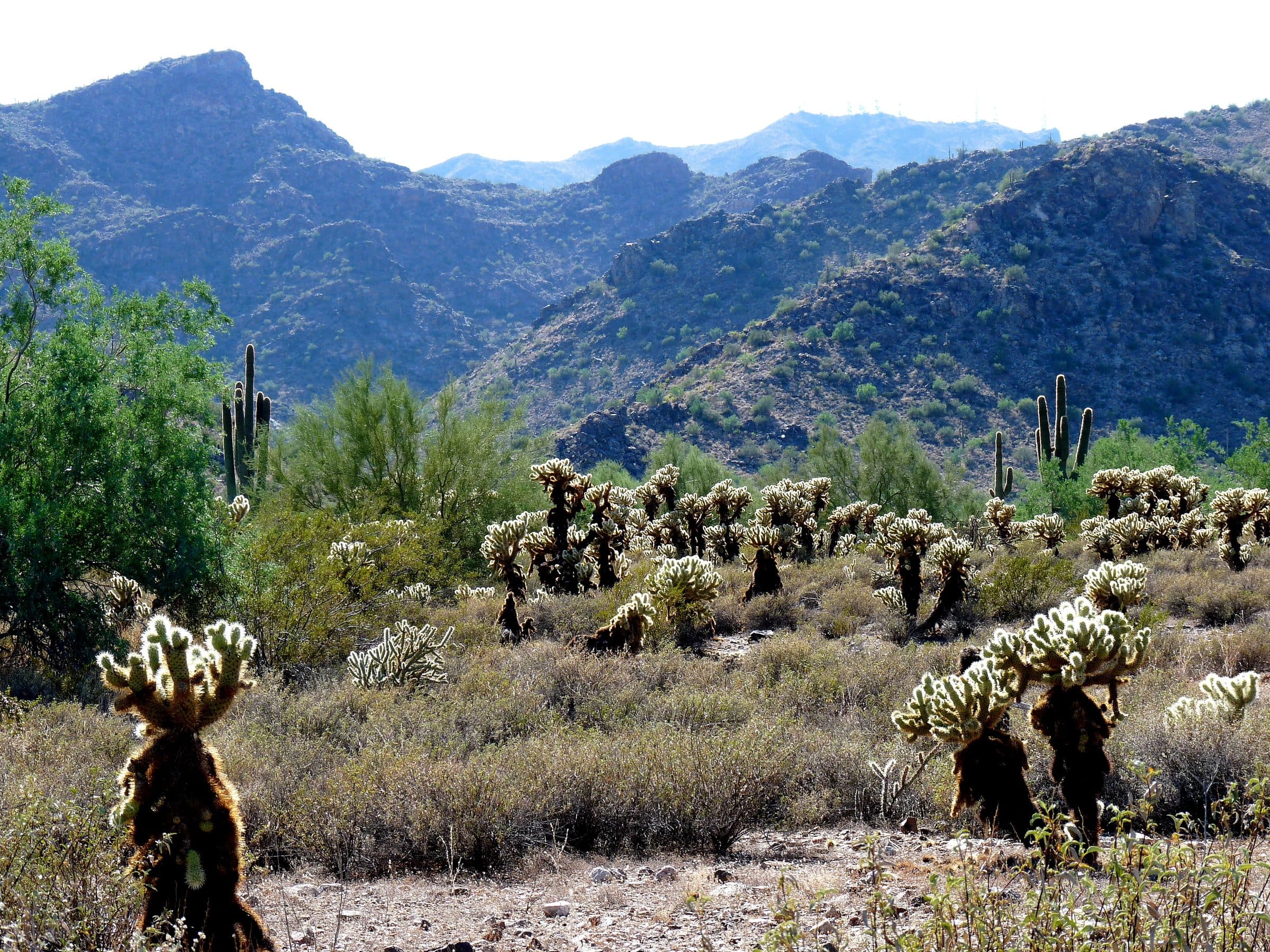 Teddy bear cholla and saguaros below the rugged White Tank Mountains